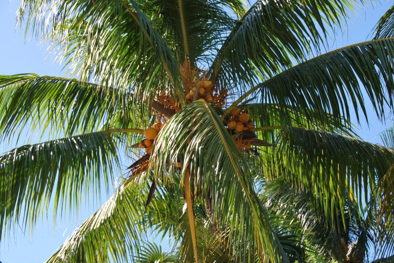Mapache Hostel&Camping Isola Holbox Esterno foto